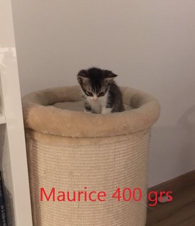 Maurice 400grs